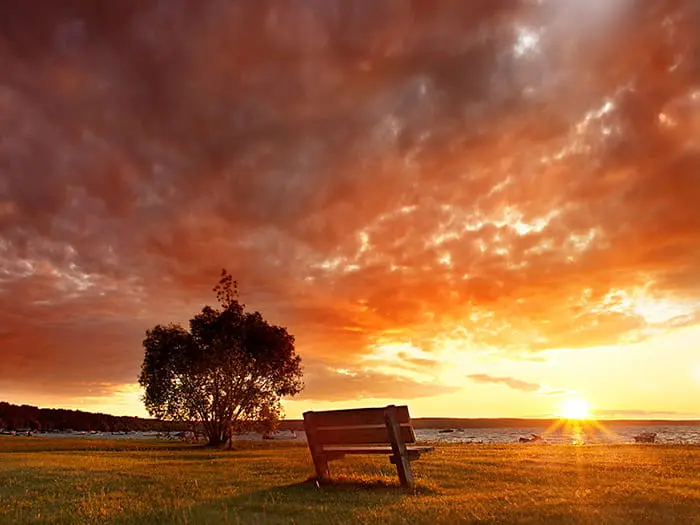A bench and a Willow tree on a beach overlooking the water and a stunning sunset view