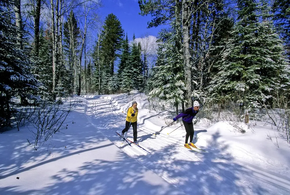 Two cross country skiiers, skiing on groomed tracks through towering, snow-covered pines on the Wildwood cross country ski trails in Indian River, Michigan.