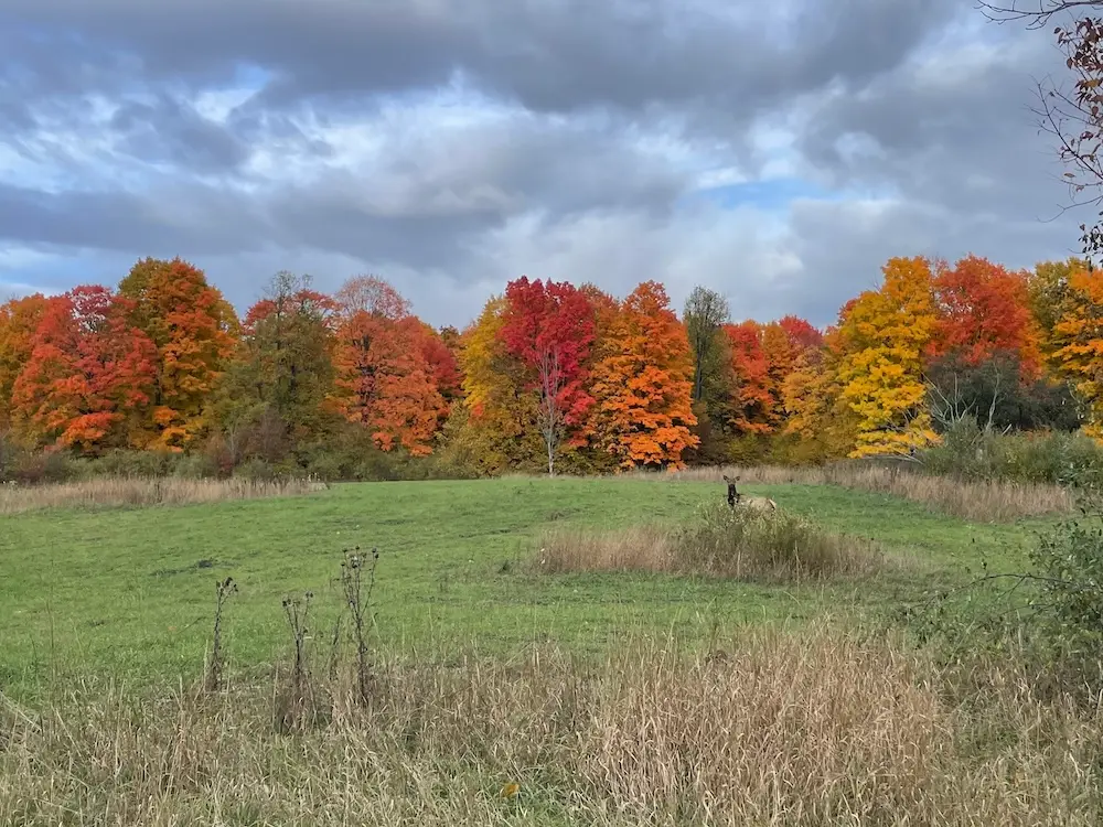 A cow elk in Northern Michigan standing in a field with vibrant red and orange fall foliage behind it.
