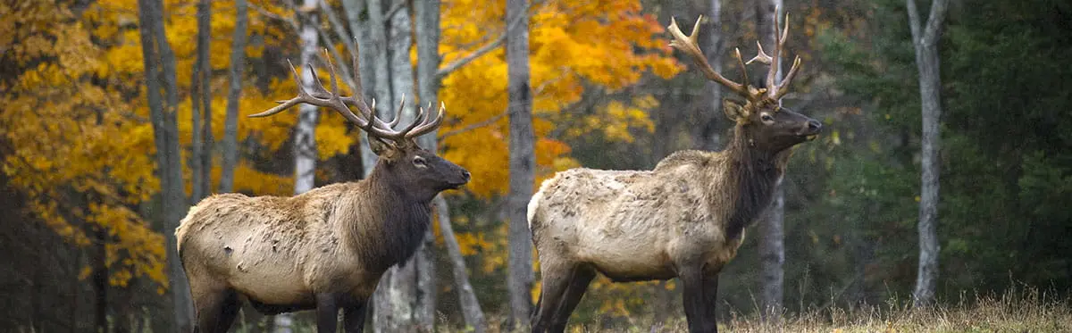 A large bull elk standing along a Northern Michigan woodline.