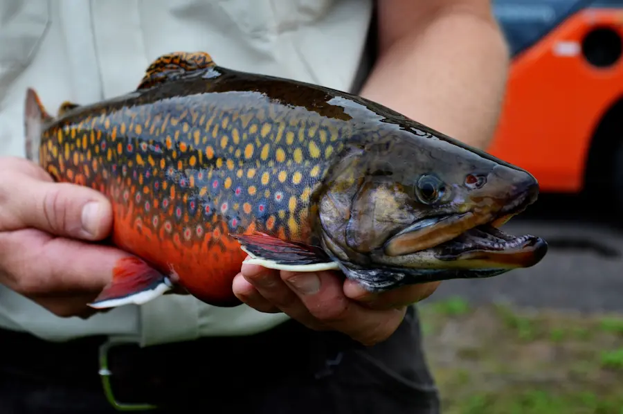 A large brook trout being held by an angler.