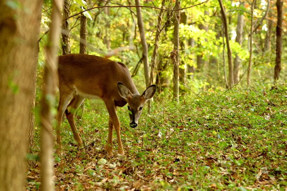 A doe whitetail deer feeding on greenery on the bottom of a woodland forest floor.