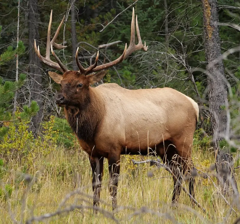 A large bull elk standing among shrubs with pine trees in the background.