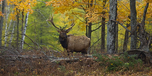 A large bull elk standing among shrubs with pine trees in the background.