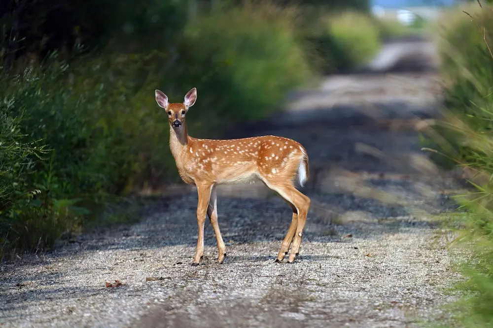 A fawn whitetail deer standing in the middle of a biking trail flanked by greenery on both sides.