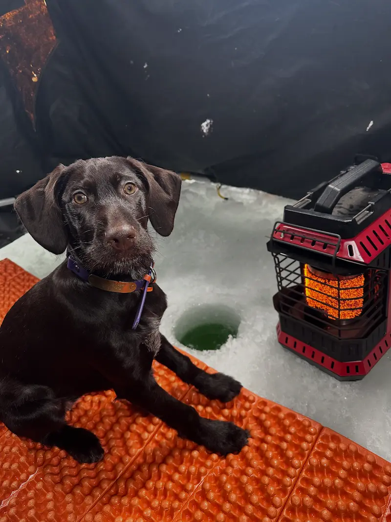 A liver German Wirehaired Pointer puppy sitting in an ice fishing shanty watching over a hole in the ice.