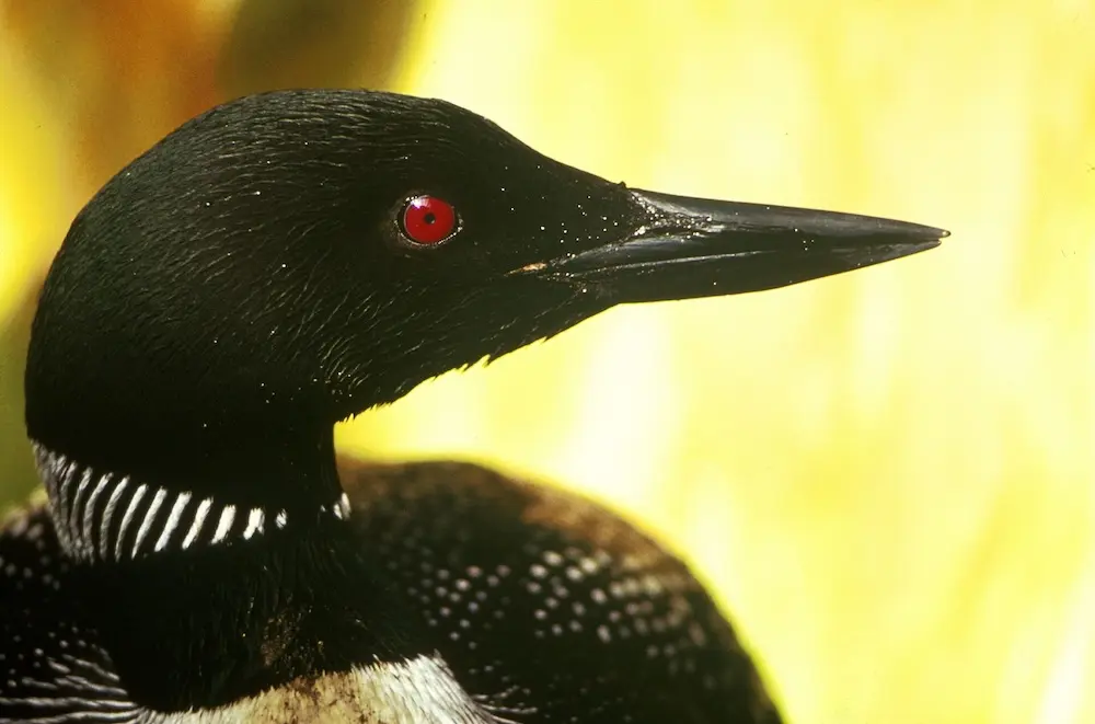 A closeup image of a common loon, showing off its patterned black and white neck feathers and its striking red eyes.