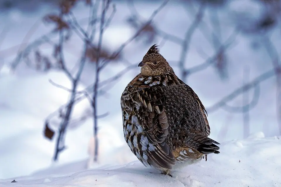A ruffed grouse standing atop snow.