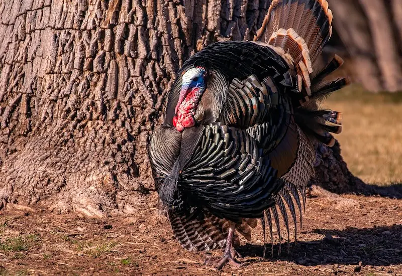 A male wild turkey with his tail feathers spread.