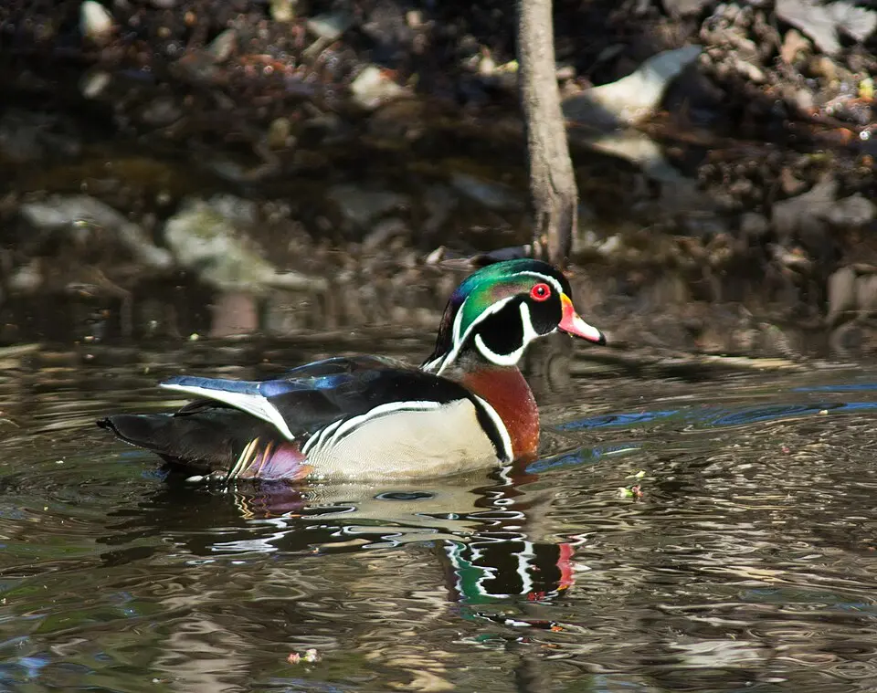 A male wood duck floating on water.